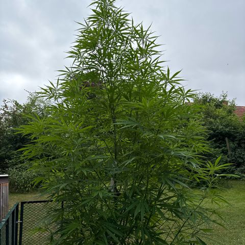 Daau (Stern) Baguio Gold growlog timeline photo