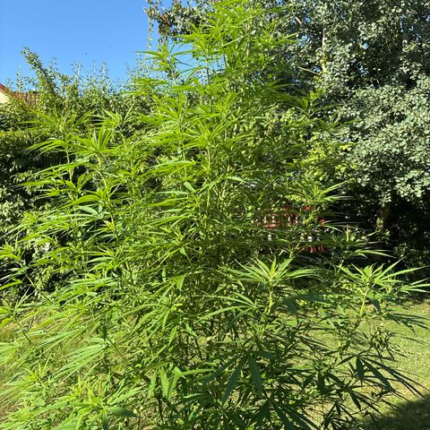 Daau (Stern) Baguio Gold growlog timeline photo