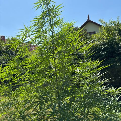 Daau (Stern) Baguio Gold growlog timeline photo