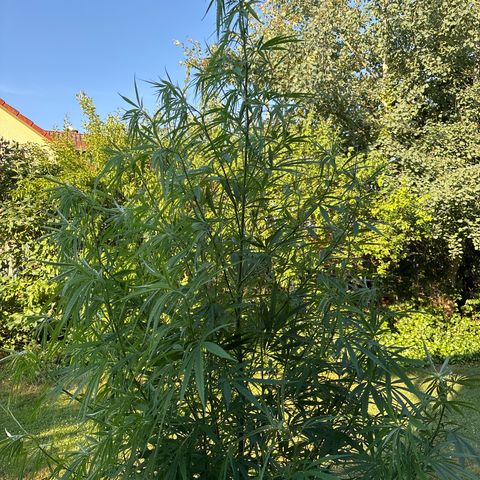 Daau (Stern) Baguio Gold growlog timeline photo