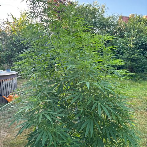Daau (Stern) Baguio Gold growlog timeline photo
