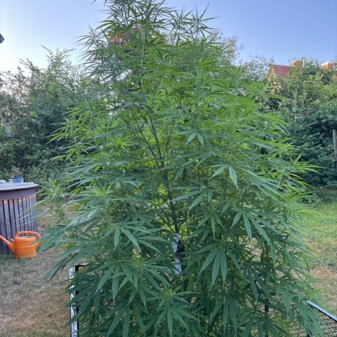 Daau (Stern) Baguio Gold growlog timeline photo