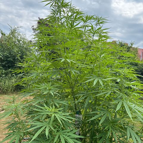 Daau (Stern) Baguio Gold growlog timeline photo