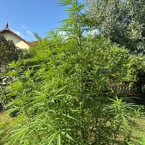 Daau (Stern) Baguio Gold growlog timeline photo