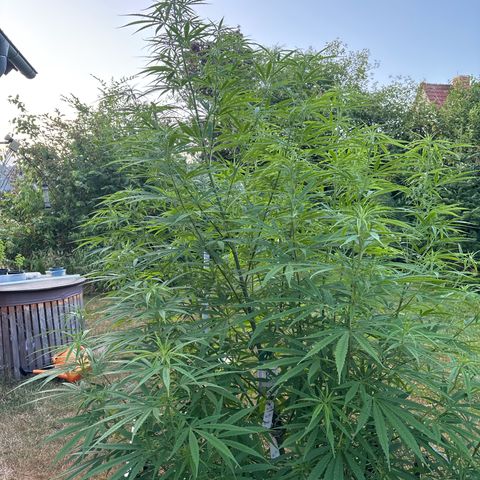 Daau (Stern) Baguio Gold growlog timeline photo