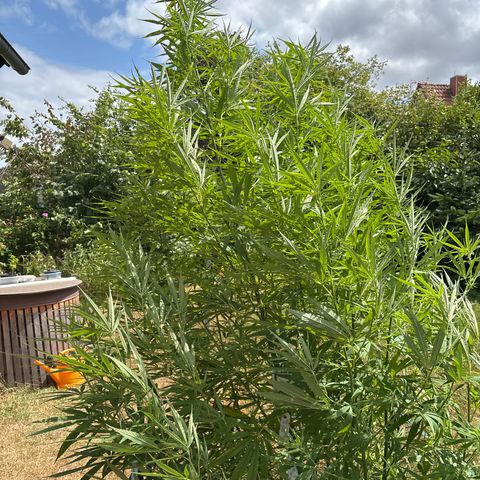 Daau (Stern) Baguio Gold growlog timeline photo