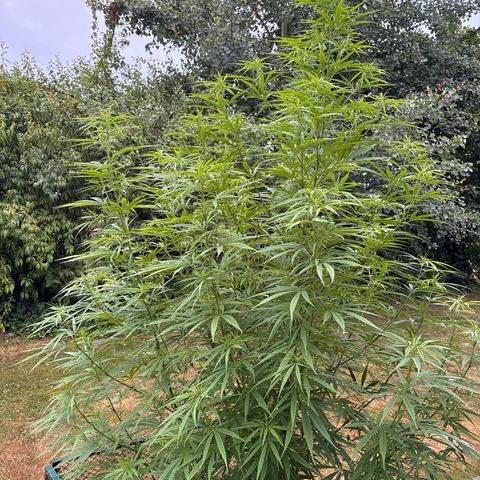 Daau (Stern) Baguio Gold growlog timeline photo