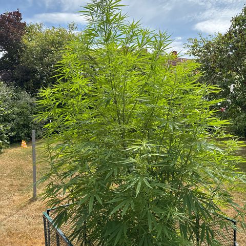 Daau (Stern) Baguio Gold growlog timeline photo