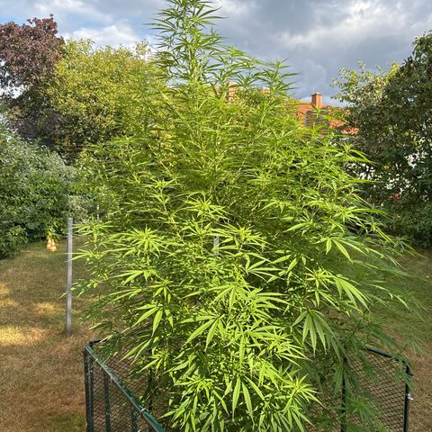 Daau (Stern) Baguio Gold growlog timeline photo