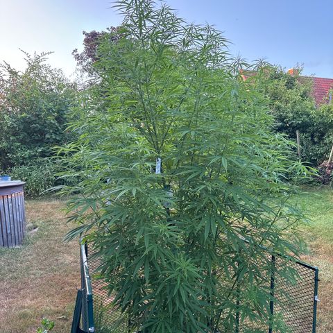 Daau (Stern) Baguio Gold growlog timeline photo