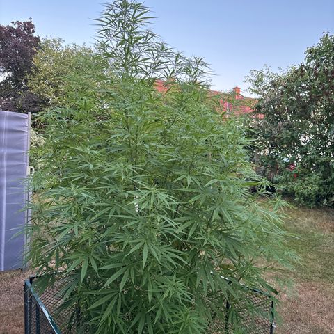 Daau (Stern) Baguio Gold growlog timeline photo