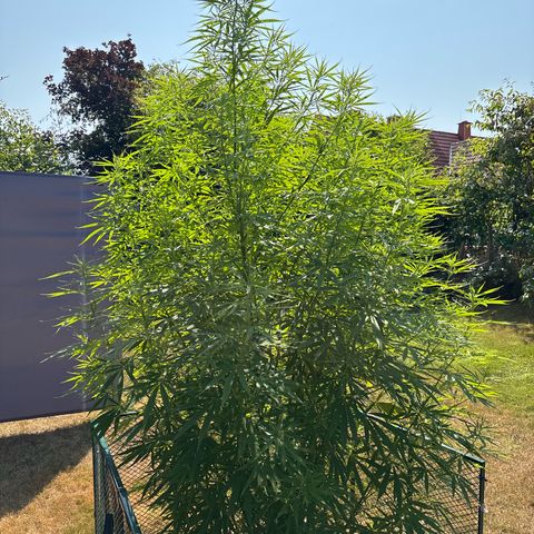 Daau (Stern) Baguio Gold growlog timeline photo