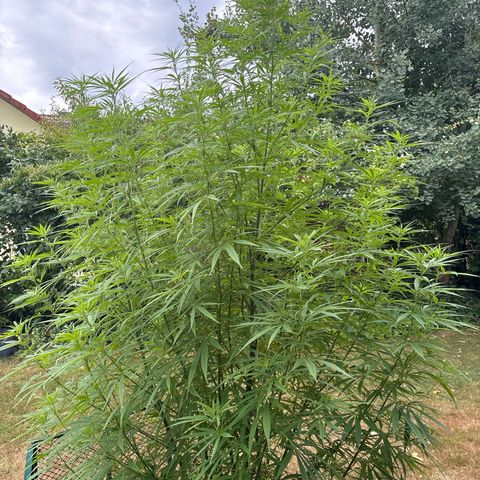 Daau (Stern) Baguio Gold growlog timeline photo