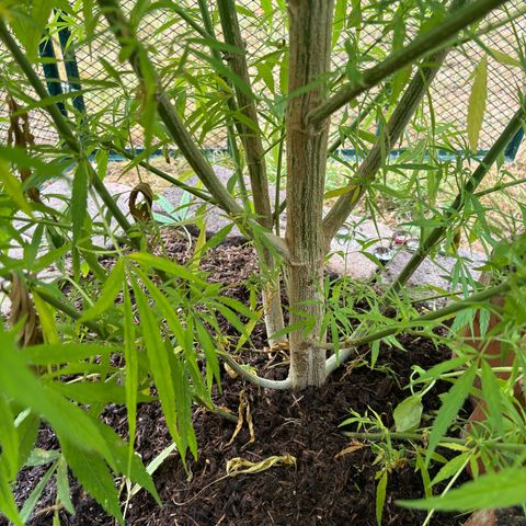 Daau (Stern) Baguio Gold growlog timeline photo