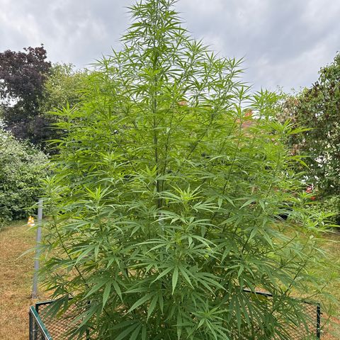 Daau (Stern) Baguio Gold growlog timeline photo