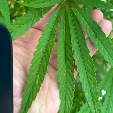Daau (Stern) Baguio Gold growlog timeline photo
