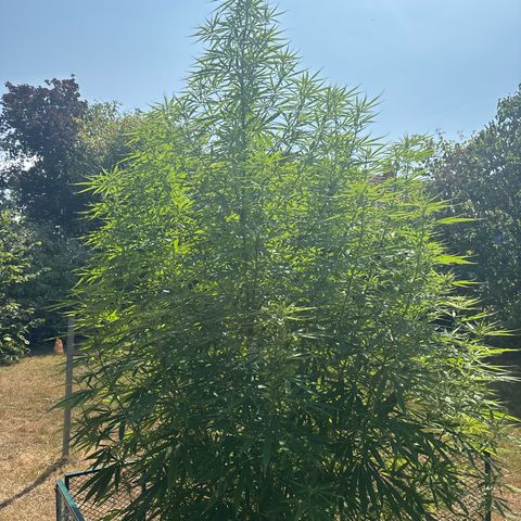 Daau (Stern) Baguio Gold growlog timeline photo