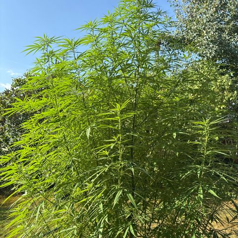 Daau (Stern) Baguio Gold growlog timeline photo