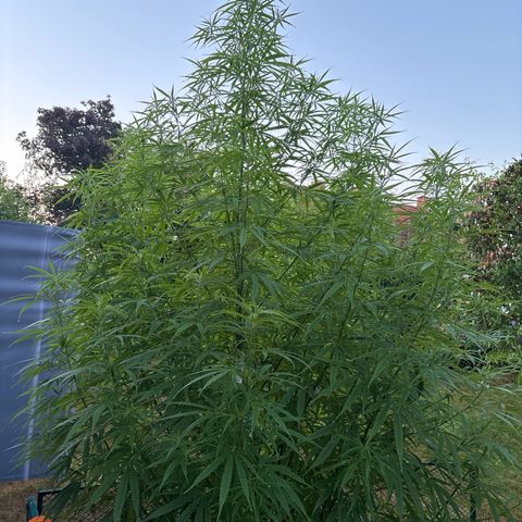 Daau (Stern) Baguio Gold growlog timeline photo