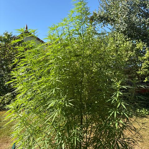 Daau (Stern) Baguio Gold growlog timeline photo