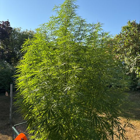 Daau (Stern) Baguio Gold growlog timeline photo