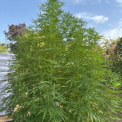 Daau (Stern) Baguio Gold growlog timeline photo