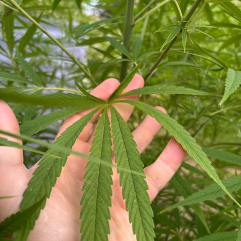 Daau (Stern) Baguio Gold growlog timeline photo