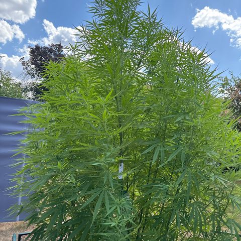 Daau (Stern) Baguio Gold growlog timeline photo