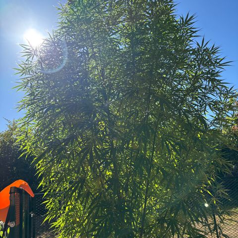 Daau (Stern) Baguio Gold growlog timeline photo
