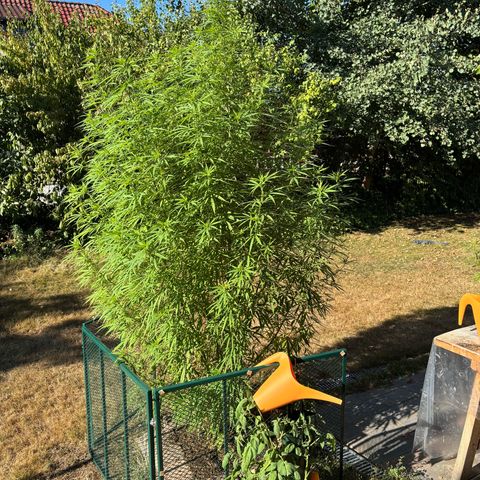 Daau (Stern) Baguio Gold growlog timeline photo