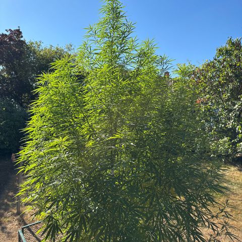 Daau (Stern) Baguio Gold growlog timeline photo