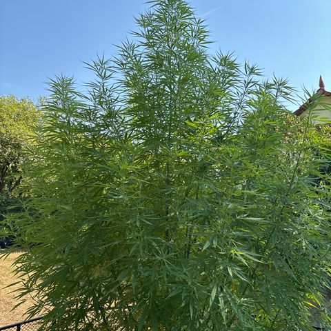 Daau (Stern) Baguio Gold growlog timeline photo