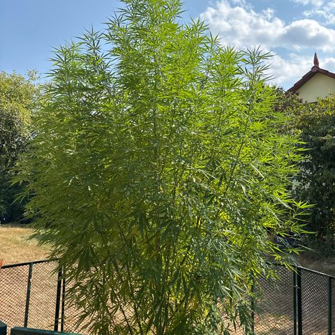 Daau (Stern) Baguio Gold growlog timeline photo