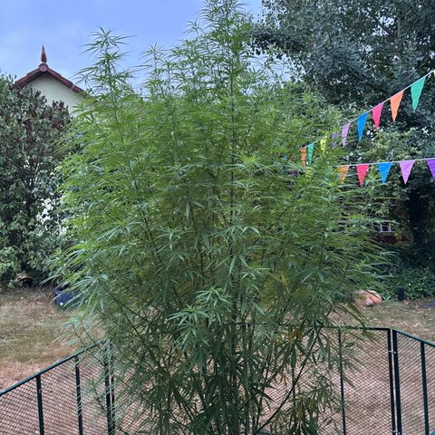 Daau (Stern) Baguio Gold growlog timeline photo