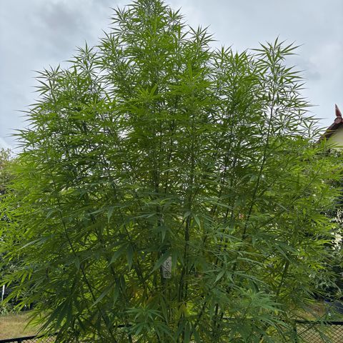 Daau (Stern) Baguio Gold growlog timeline photo