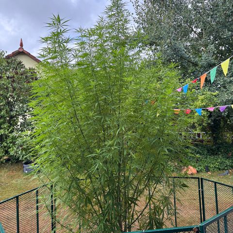 Daau (Stern) Baguio Gold growlog timeline photo
