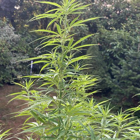 Daau (Stern) Baguio Gold growlog timeline photo