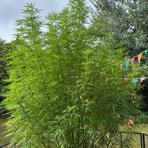 Daau (Stern) Baguio Gold growlog timeline photo