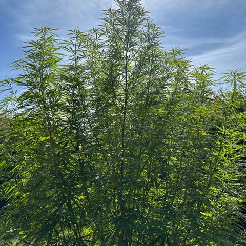 Daau (Stern) Baguio Gold growlog timeline photo