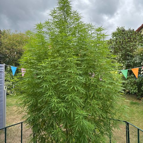Daau (Stern) Baguio Gold growlog timeline photo