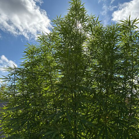Daau (Stern) Baguio Gold growlog timeline photo