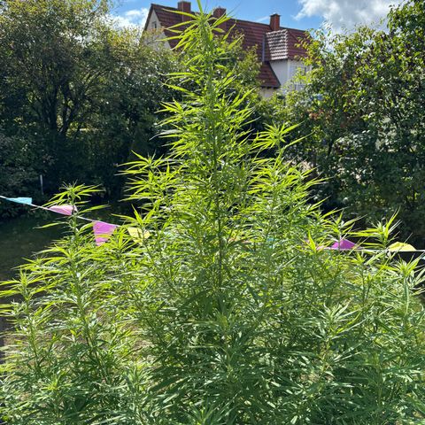 Daau (Stern) Baguio Gold growlog timeline photo