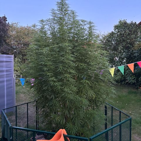 Daau (Stern) Baguio Gold growlog timeline photo
