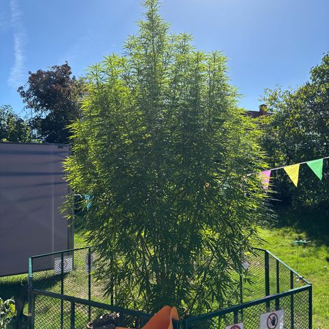 Daau (Stern) Baguio Gold growlog timeline photo