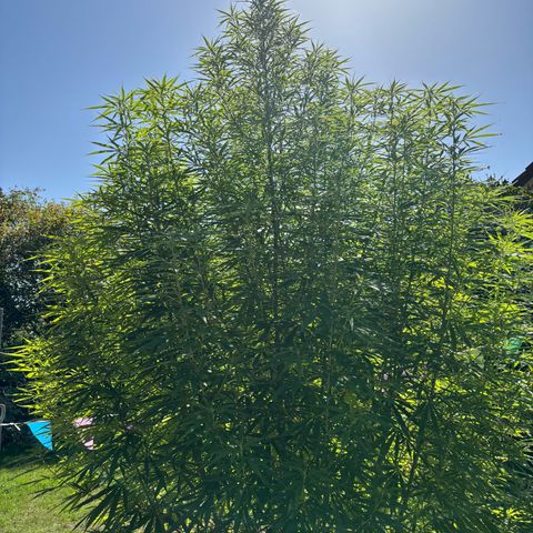Daau (Stern) Baguio Gold growlog timeline photo