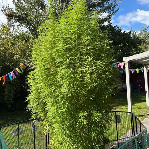 Daau (Stern) Baguio Gold growlog timeline photo