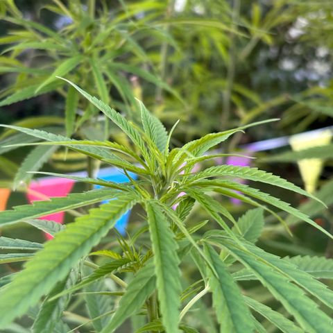Daau (Stern) Baguio Gold growlog timeline photo