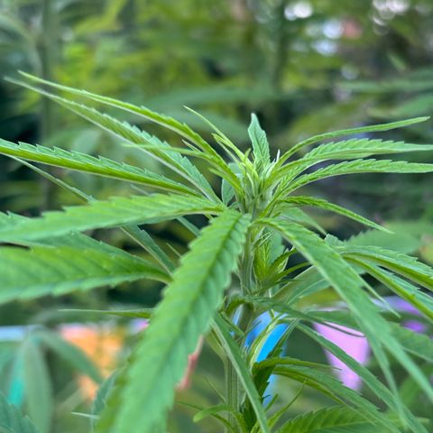 Daau (Stern) Baguio Gold growlog timeline photo