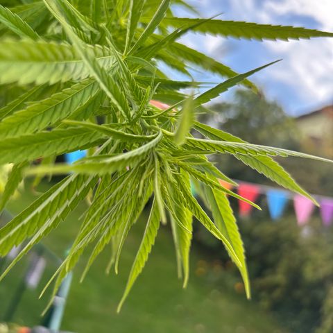 Daau (Stern) Baguio Gold growlog timeline photo