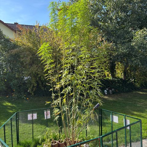 Daau (Stern) Baguio Gold growlog timeline photo